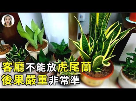 虎尾蘭招財|【擺放虎尾蘭風水】虎尾蘭擺放風水招財避厄，居家必備植物